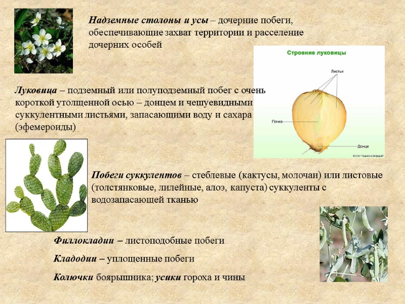 Надземные столоны и усы – дочерние побеги, обеспечивающие захват территории и расселение дочерних особей